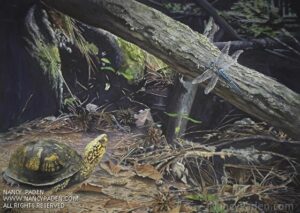 Nancy Paden Wildlife